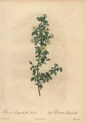 Witte burnetroos, Rosa pimpinellifolia Pumila