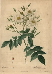 Witte muskusroos, Rosa moschata