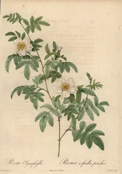 Witte roos, Rosa clynophylla