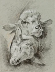 Studie van twee schapen, 1768