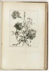 Gebonden boeket (Les Petits Bouquets)