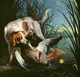 Hond met een wilde eend