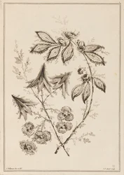 Bloementak