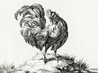 Kip, staande op een heuvel