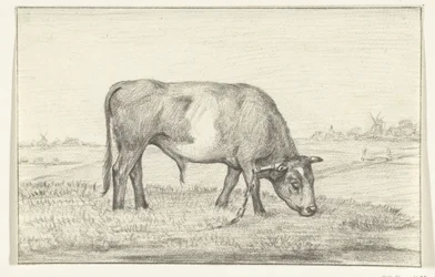Grazende stier in een wei, naar rechts