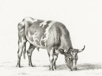 Weidende stier