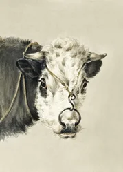 Koeienkop met een ring door de neus (1820)