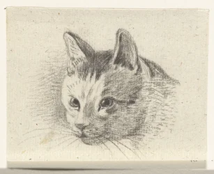 Kop van een kat