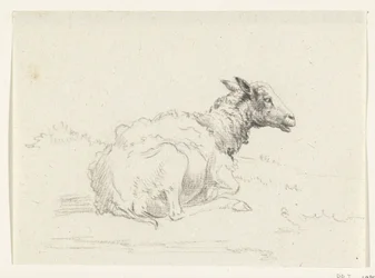 Liggend schaap, naar rechts