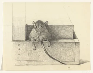 Muis