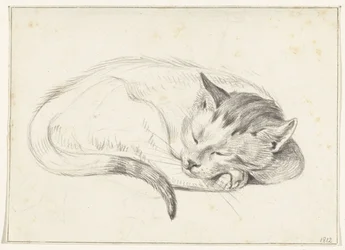 Opgerold liggende, slapende kat