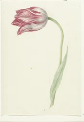Roze tulp