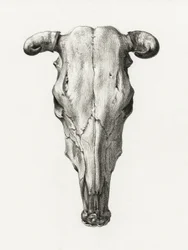 Schedel van een koe – Vooraanzicht (1816)