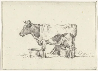 Staande koe, met melkemmer en melkkrukje