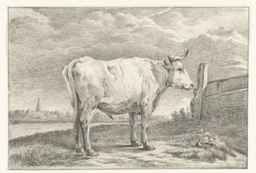 Staande stier, naar rechts