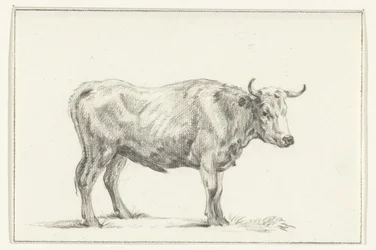Staande stier, naar rechts