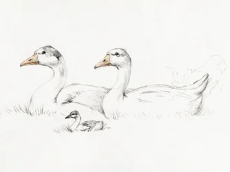 Twee ganzen met een jong (1775–1833)