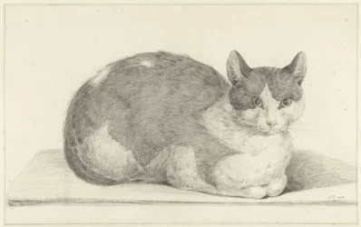 Zittende kat, naar rechts