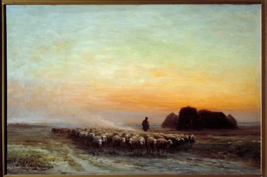 Kudde schapen in stof