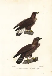 Steenarend, Aquila chrysaetos