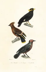 Heuvelmynah, pestvogel en coleto