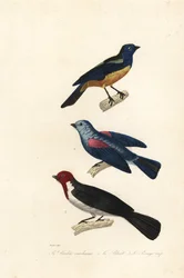 Turkoois tangare, blauwgrijze tangare en roodkapkardinaal