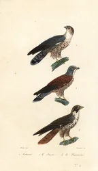 Westelijke plantaineter, sakervalk en slechtvalk