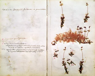 Pagina 15 uit een Herbarium