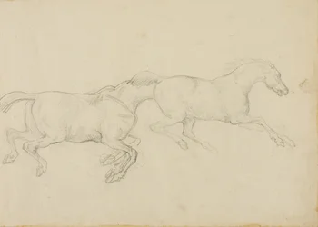 Twee paarden galopperen naar rechts