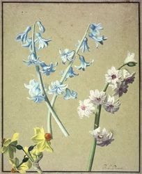 Een Blauwe en een Lavendel Hyacint, en een Gele Narcis, ca. 1805