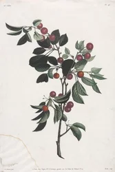 Collectie van bloemen en vruchten: Takken van vroege kersen