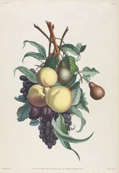 Collection des fleurs et des fruits: Takken van rousselet, perzik, pruim en druif