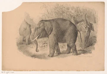 Indische olifanten