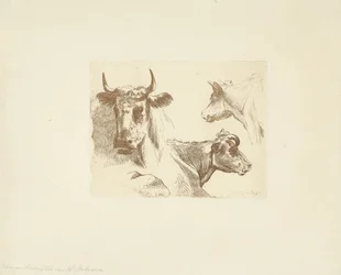 Drie koeienkoppen