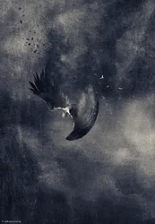 Vallende donkere vogel