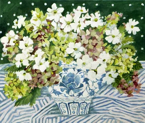 Cosmos en hortensia