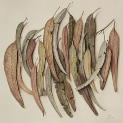 Eucalyptusbladeren, 2004
