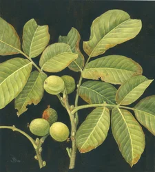 Groene walnoot