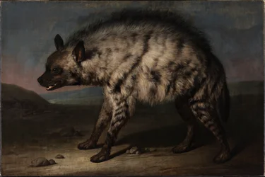De Hyena in de menagerie bij Frederiksberg Slot