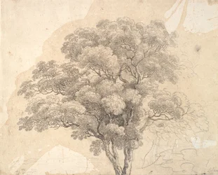 Studie van boomkroon