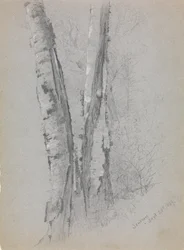 Studie van Berkenstammen