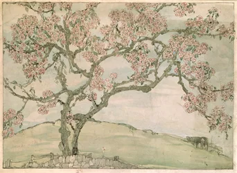 Appelbloesem