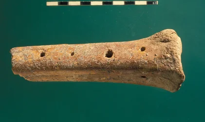 Fluit, Stad van David (bot)