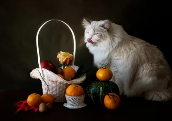 Herfstfruitstilleven met kat