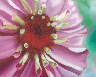 Levendige zinnia in bloei