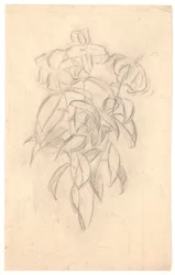 Bloemenstudie