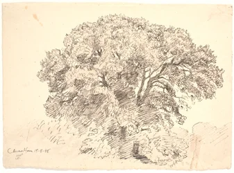 Studie van bomen. Classens Tuin