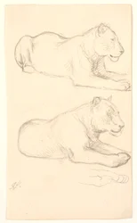 Twee studies van liggende leeuwin