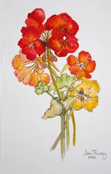 Geranium en Oost-Indische kers, 2014
