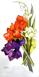 Gladiolen